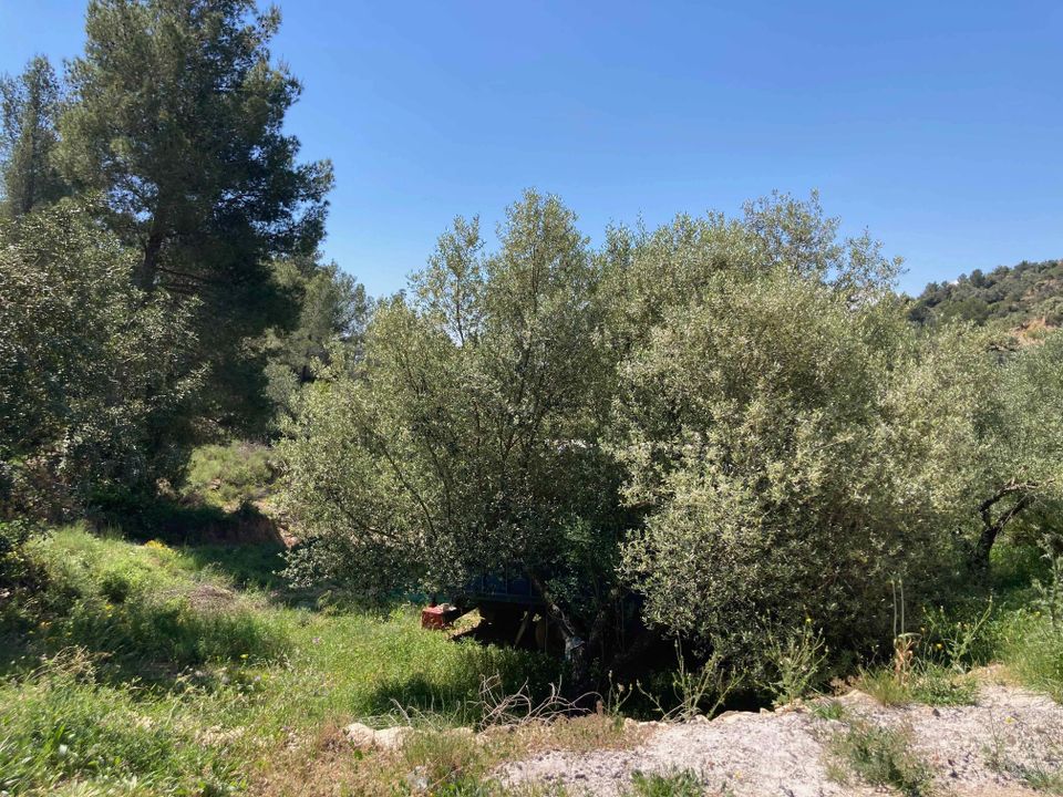 Herregård i El Perello, Tarragona - bilde 4
